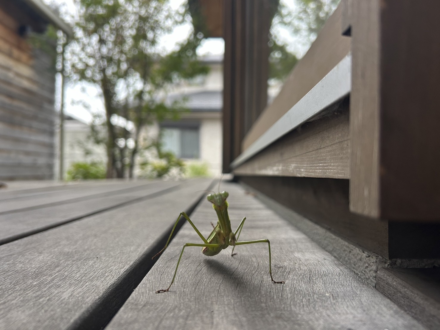 小さな来訪者